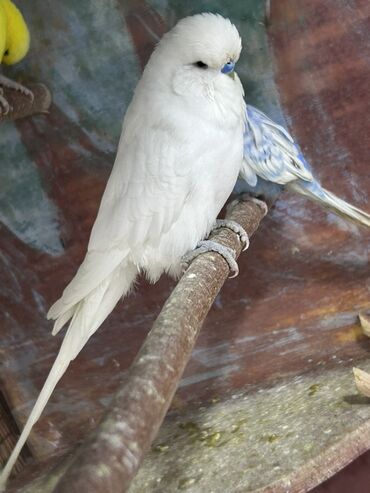 Tutuquşları: Çex və jumbo quşlar satılır Qiymətlər fərqlidir 30 azn 80 azn qədər — 3