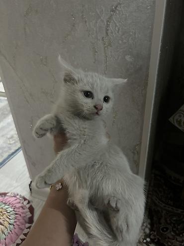 коты бенгальские: Котята, ок. 1,5–2 месяцев, домашние. - Окрас: светло‑серебристый (два — 2