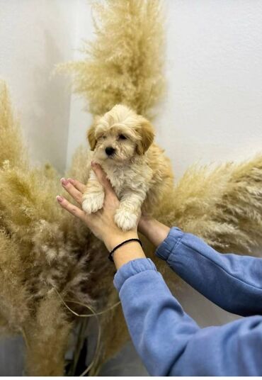 Psi: Maltipoo vrhinske genetike u registrovanoj odgaivacnici Bahu Djokovic na lalafo.rs — 6 Psi: Maltipoo vrhinske genetike u registrovanoj odgaivacnici Bahu Djokovic — 6