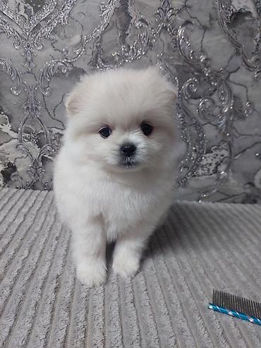 бельгийский овчарка цена: Шпиц, 1 месяц, Самец, С прививкой — 3