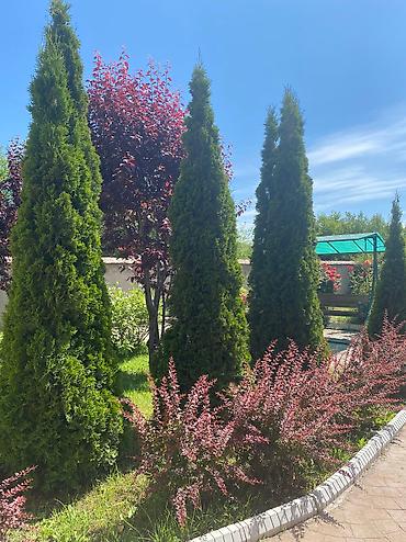 Иссык-Куль 2026: Номер, Аист Тамга — 5