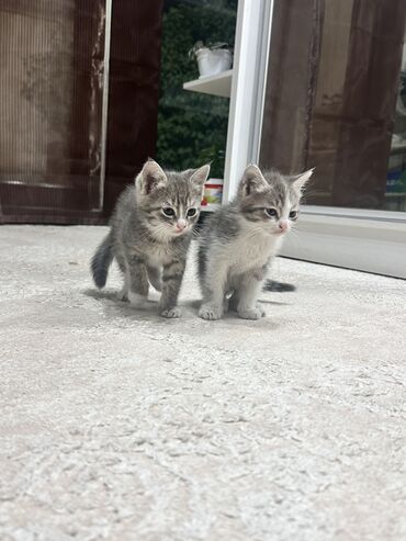 бесплатно котята: Кошка даром: Беспородная, 2 месяца, Девочка, Приучена к лотку