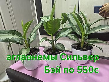 цветы алоказия: Ароидные комнатные растения — эффектные алоказии и аглаонемы. Что на — 9