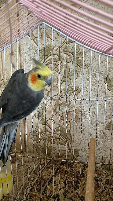 Qəfəslər: Təzə Qəfəslər 9azn boş qəfəslər Valnisti Tutuquşu Qəfəsi 9azn Amadin — 29