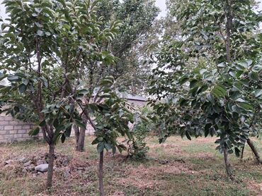 Bağ evlərinin satışı: Yerləşir:Göyçay rayonu Ərəb bələdiyyəsinin yanı trasın qrağı.25 sot -da lalafo.az — 7 Bağ evlərinin satışı: Yerləşir:Göyçay rayonu Ərəb bələdiyyəsinin yanı trasın qrağı.25 sot — 7