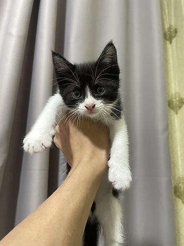 Продажа кошек: 1 месяц, Девочка, Приучена к лотку — 2