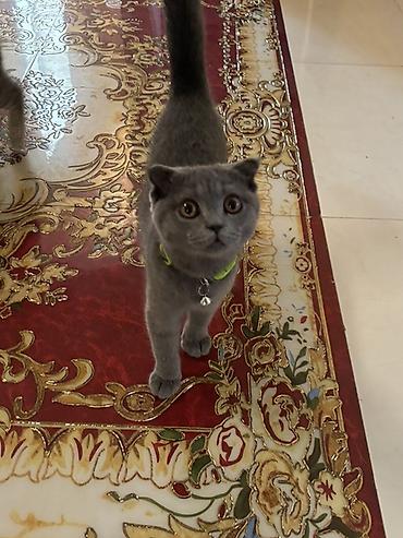 Pişiklər: Şotland yastı qulaq — 4