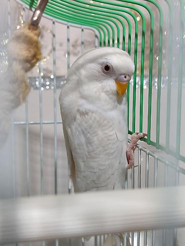 Зоотовары: Клетка и волнистый попугай белого цвета (самка),спокойный не шумитне — 4