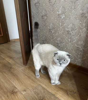 форель живая: Кошка даром: Скотиш Фолд (Шотландская вислоухая), 3 года, Девочка, Кастрирована, Приучена к лотку, Проглистована