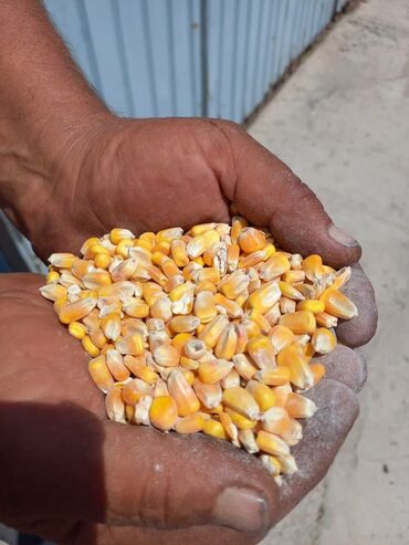 ������������������������ ������������ ������������ в Кыргызстан | КОРМА ДЛЯ С/Х ЖИВОТНЫХ: Продам кукурузу сорт Пионер около 70 тонн