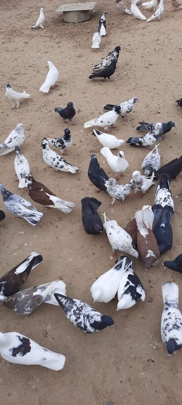 Göyərçinlər: Quşlar satılr @sarayli_qusbaz_agaselim — 8