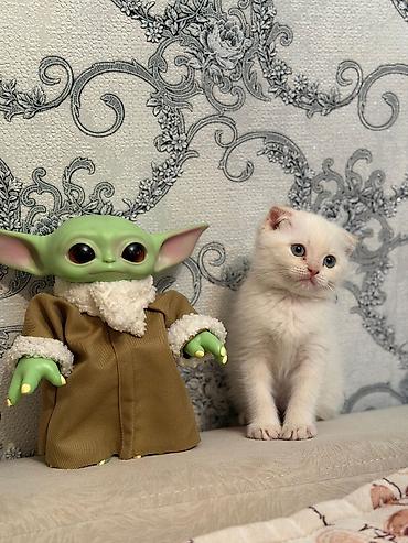 Pişiklər: Şotland — 3