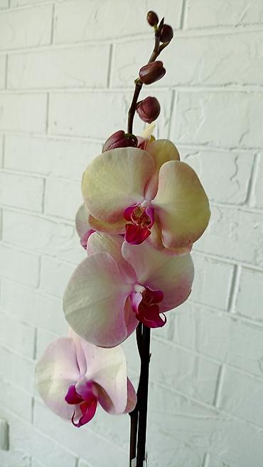 Орхидеи: Большой выбор сортовых орхидей. высота растений 70 см — 19