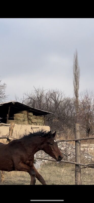 Лошади, кони: Продаю | Жеребец | Для разведения — 2