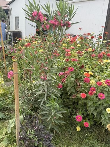 аюу майы: Олеандр розовый (Nerium oleander) — декоративный кустарник для сада и