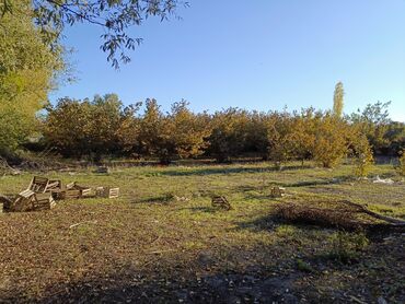 Torpaq sahələrinin satışı: 1600 sot, Tikinti, Mülkiyyətçi, Kupça (Çıxarış), Bələdiyyə