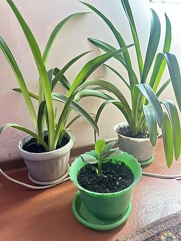 товар цены: 🪴 Комнатные растения по доступным ценам! 🌿 Цены — от 200 до 800 сом — 5