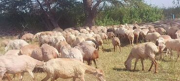 heyvanlar meymun: 2 iyun 500 baş qardolaq sortu satlır nomre 0509813022