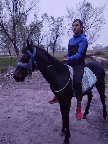 ёжик живой: Другие животные