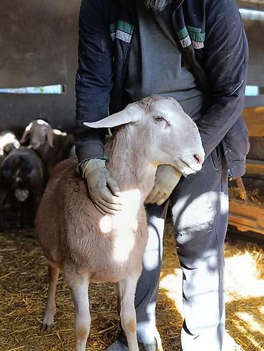Баран, овца: Продаю | Баран (самец) | Для разведения | Племенные — 9