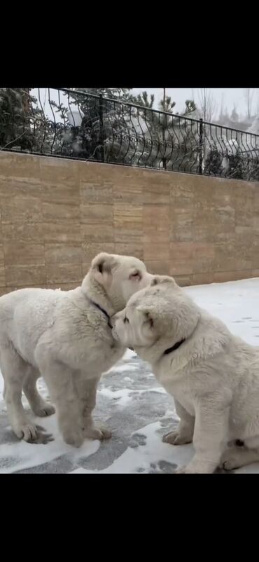 İtlər: Qurdbasar — 6