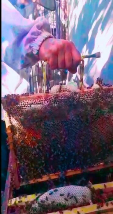 Bal: Arı Bal ana arı avadanlıqlarının satışı və sifarişlə catirilmasi — 10