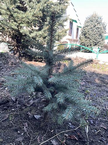 Декоративные деревья: Саженцы деревьев: Ели, Платная доставка, Самовывоз — 15