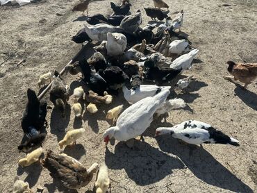 Ördəklər: Salam Aleykum Satılır Ördək Qaz Ördək Cücəsi Toyoq 36 Ədəd Lal Ördək — 4