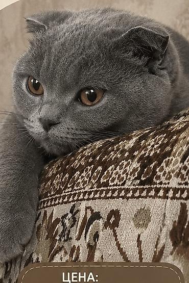 кошка майкун: Шотландская вислоухая кошка (Scottish Fold) - Окрас: ровный — 3