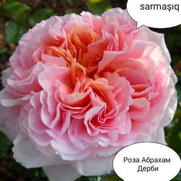 Şitillər: Məhsul: Bağ bitkiləri və meyvə fidanları seçimi - Hibiskus (Rose of — 78