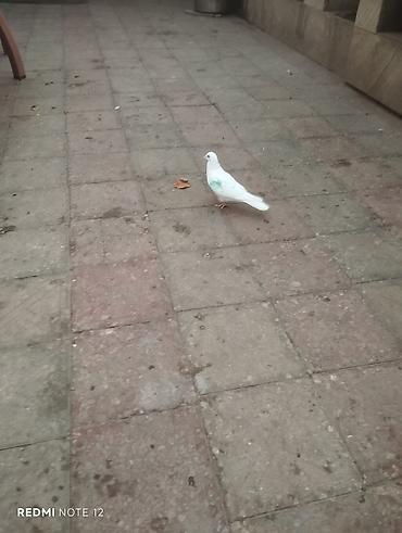 quş xana: Ağ drakon cavan erkək,kesikde tutulub.Drakon saxlamadiğim üçün — 3