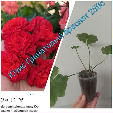 Другие садовые цветы и кустарники: Абутилон (комнатный клён) — саженцы в стаканчиках. Сорт с крупными — 5