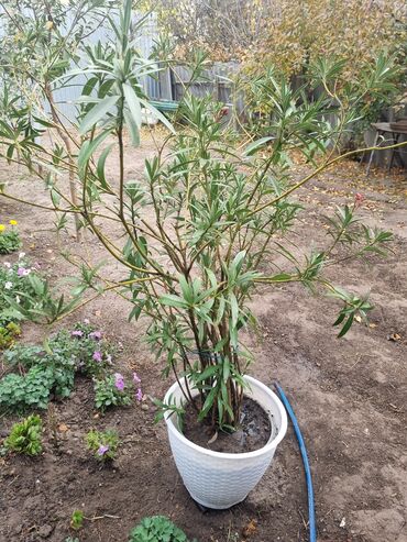 красный клен купить: Олеандр в большом горшке - Крупный многолетний куст высотой около