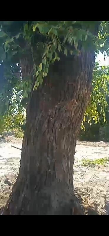 стропила 6 метров цена бишкек: Продаю дерево