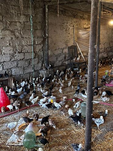 qus iran: 95 günlük xoruzlar və 25 günlük cücələr var isdiyen əlaqə saxlasin — 7