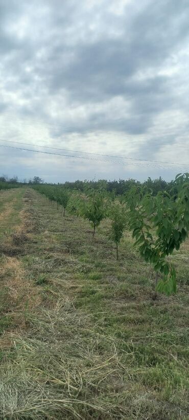 ikinci el ev ewyalari: Çox təcili gilas bağı satılır 3 illik əlimyandida 11000 manata 30 sot