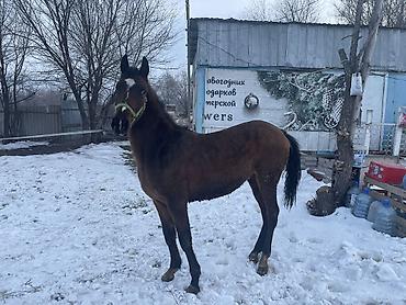 Лошади, кони: Продаю | Жеребец | Для разведения — 2