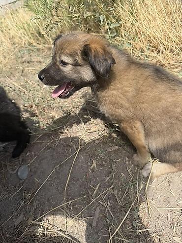 Иттер: Отдам щенят бесплатноподкинули под дом🥲8 щенят 7 из них кобелиесли — 3