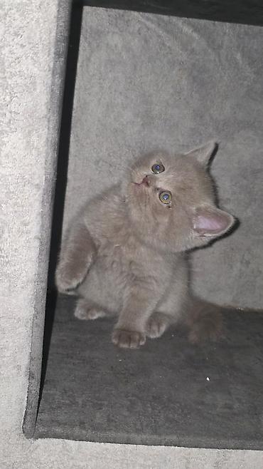 Pişiklər: Şotland, Erkək, Dişi, Yaxşı əllərə, Ünvandan götürmə, Pulsuz çatdırılma, Ödənişli çatdırılma — 10