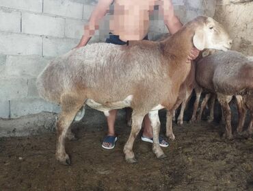 час пик такси сокулук номер телефона: Арашан кочкор
