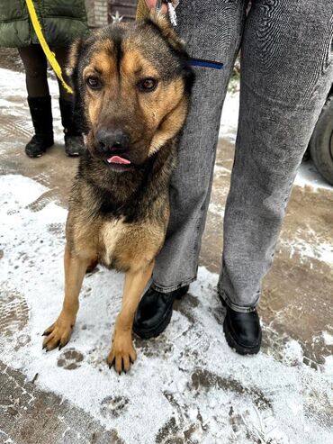 Собаки: Этого мальчишку в декабре месяце в самые морозы спасли от отстрела