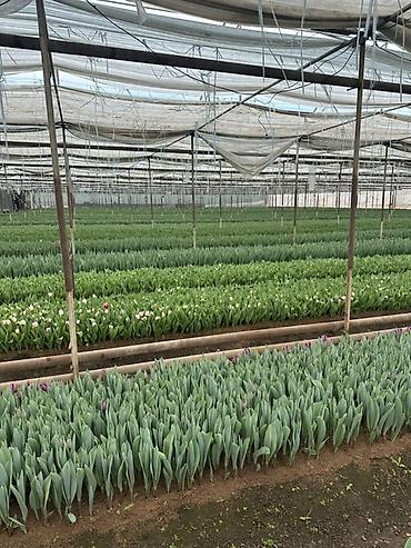 Цветы и букеты: Тюльпаны оптом с луковицей, срез «на луковице» из теплицы - 30 — 4