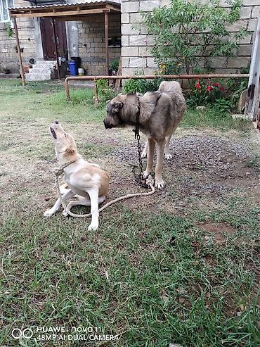 4 il, Erkək, Ünvandan götürmə lalafo.az -da 4 il, Erkək, Ünvandan götürmə