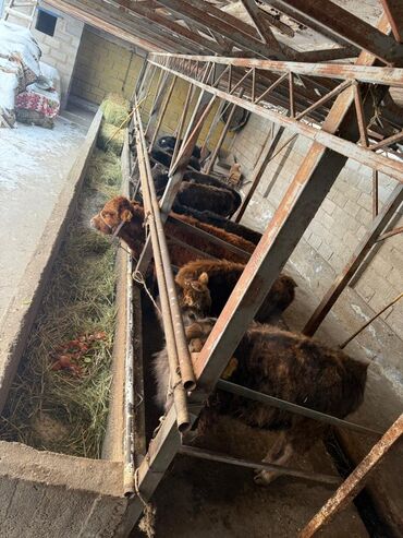 Коровы, быки: Продаю | Музоо, торпок | На откорм | Привязанные — 7