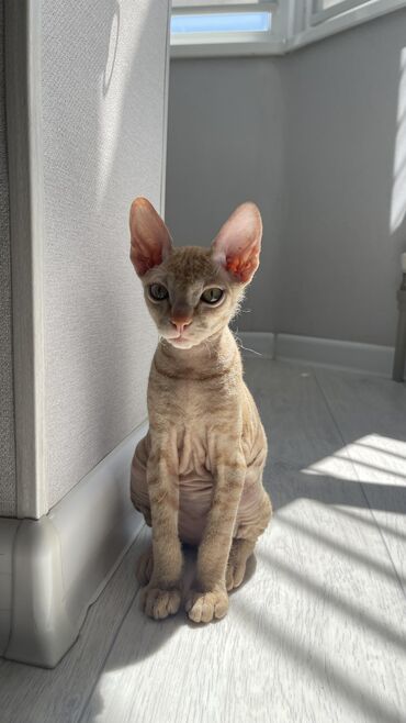 сфинкс кот: Продается котик породы Сфинкс. Велюр. Возраст 3,5 месяцев. Очень