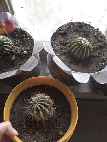 Otaq bitkiləri: Diqqetle oxuyun!! şekildeki ustu çiçekli kaktusun artirmalaridir — 9