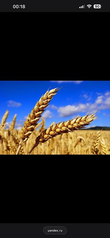 стрижка овец токмок: Срочная продажа Пшеница озимая канадская для посева, 30 сом/кг — 1