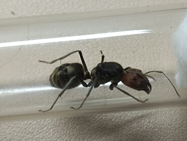 где продаются кошки: Camponotus singularis, кампонотус сингулярис, матка 2025 года лета, не