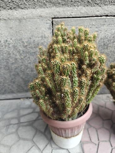 Бөлмө өсүмдүктөрү: Кактусы в горшках (многоствольные колонии). - Внешний вид: плотные — 2