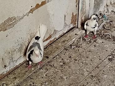 derzi quşu: Salam göy nişanlar sonu 25manat tutulmadilar unvan maşdaga 0516831165 — 2